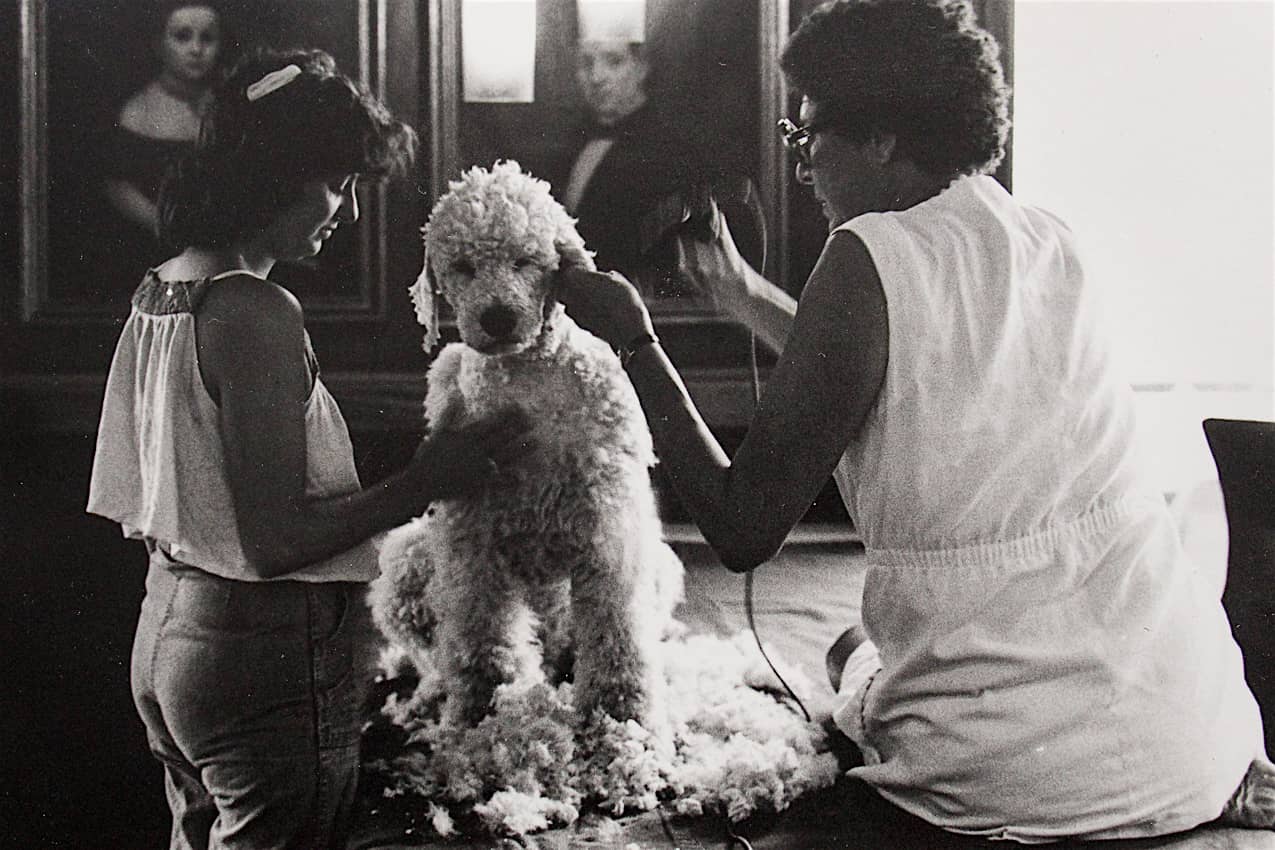 Common College. Poodle clipping